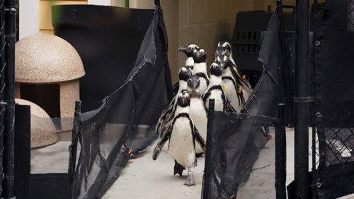 Secrets of the Zoo: Tampa Season 2 Episode 3 - A Cold Day in Tampa