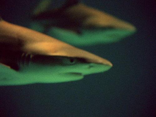 Life on Earth Season 1 Episode 5 - Conquest of the Waters