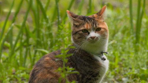 A Cat's-Eye View of Japan Season 4 Episode 14 - Aizu: Love Your Neighbor