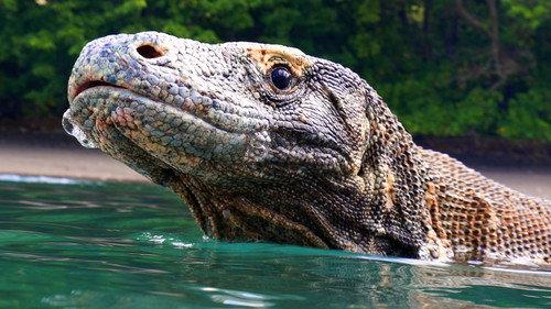 Great Blue Wild Season 2 Episode 5 - Indonesia: Amazon of the Seas