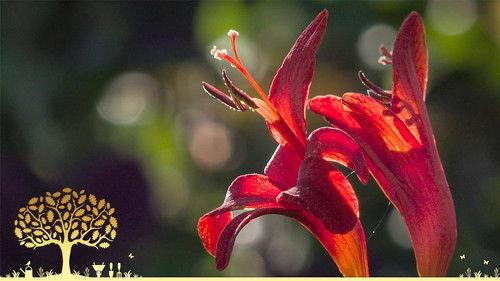 Gardeners' World Season 55 Episode 22 - Episode 22