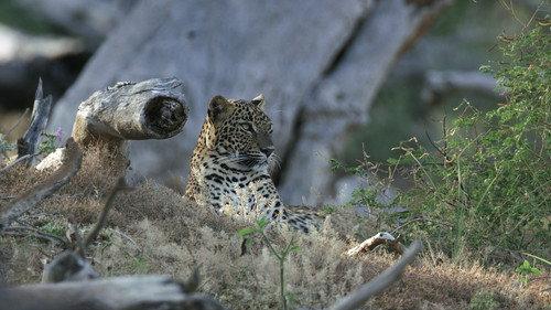 Age of Big Cats Season 1 Episode 3 - Survivors