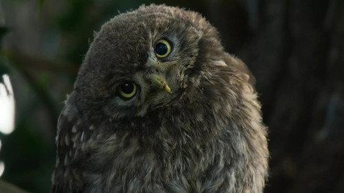 Our Nature Season 1 Episode 5 - Episode 5