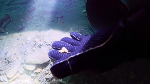Bering Sea Gold Season 14 Episode 10 - Legend vs. Underdog