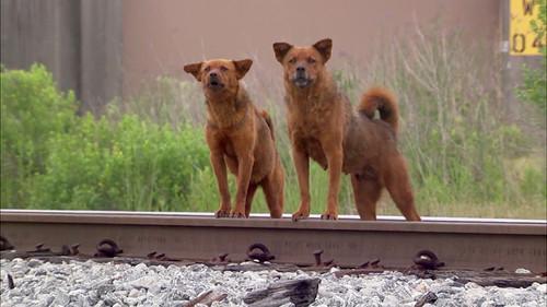 Pit Bulls and Parolees Season 5 Episode 10 - Collision Course