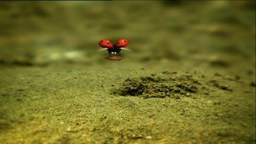 Minuscule: The Private Life of Insects Season 1 Episode 54 - The Right Seed