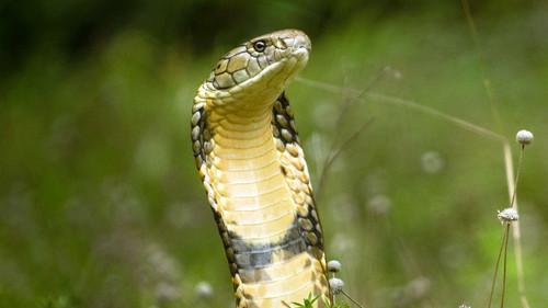 Into the Wild: India Season 1 Episode 9 - Nagaina: Queen of Kings