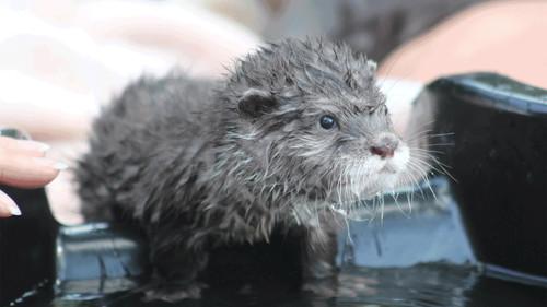 Background image for The Otter Limits