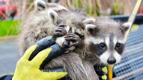 Louis and the Urban Jungle Season 2 Episode 2 - Episode 2