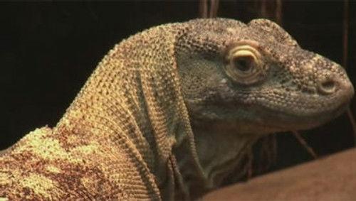 MonsterQuest Season 2 Episode 19 - Real Dragons