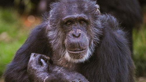 The Secret Life of the Zoo Season 1 Episode 5 - Episode 5