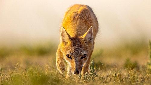Nature Season 41 Episode 8 - Dogs in the Wild: Secrets of Success