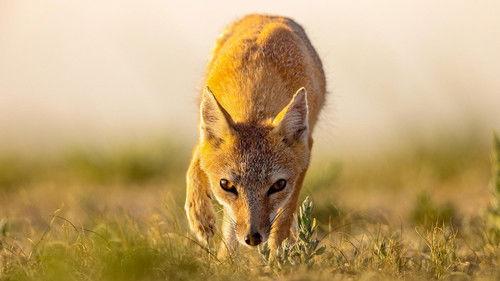 Nature Season 41 Episode 8 - Dogs in the Wild: Secrets of Success