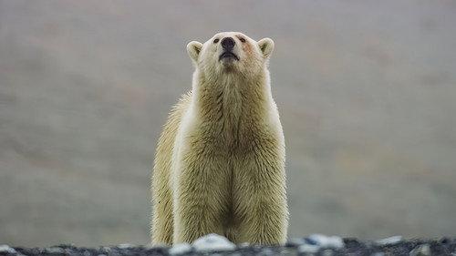 undefined Season 1 Episode 6 - Our Frozen Planet
