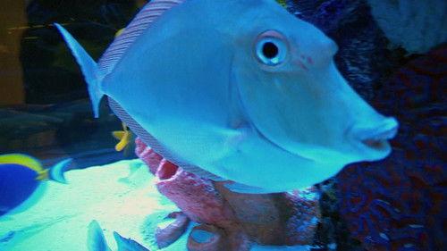 Tanked Season 3 Episode 11 - Popcorn on the High Seas