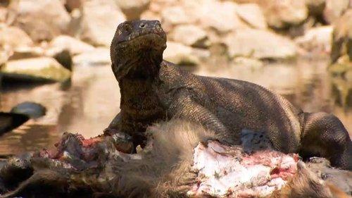 72 Dangerous Animals: Asia Season 1 Episode 7 - The Road Less Travelled