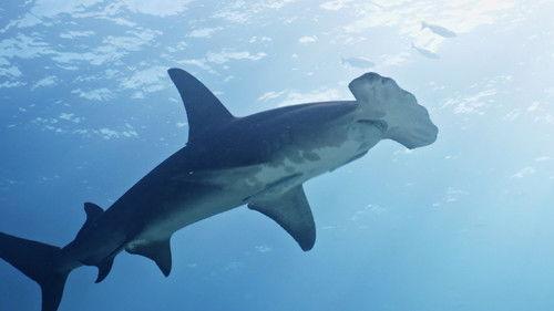 Fizzy and Suds Season 1 Episode 23 - Sharks