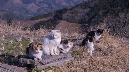 A Cat's-Eye View of Japan Season 3 Episode 10 - Miyazaki: Flowers, Archery, and a Festival