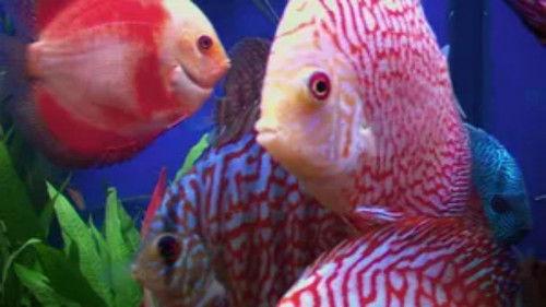 Tanked Season 3 Episode 13 - Just What the Doctor Ordered