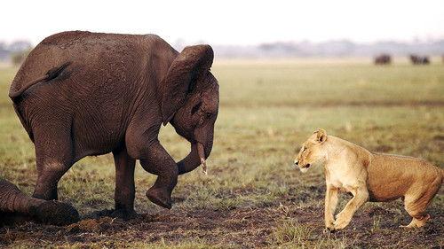 Natural World Season 34 Episode 1 - Africa's Giant Killers