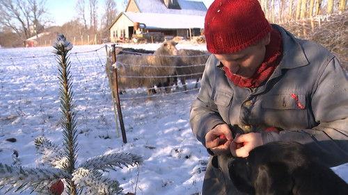 Frank & Kastaniegaarden Season 28 Episode 21 - Christmas tree apples & Christmas lantern