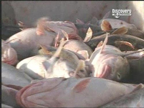 Deadliest Catch Season 2 Episode 7 - Smoke on the Water