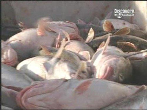 Deadliest Catch Season 2 Episode 7 - Smoke on the Water