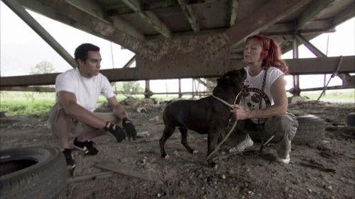 Pit Bulls and Parolees Season 2 Episode 8 - Mission of Mercy