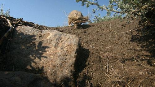 Prairie Dog Manor Season 1 Episode 12 - The Big Sleep