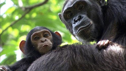 Africa Season 1 Episode 3 - Congo
