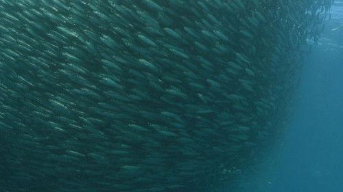 Africa's Deadliest Season 1 Episode 2 - Predator Swarm