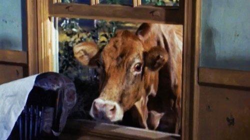 Green Acres Season 1 Episode 4 - The Best Laid Plans