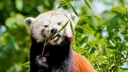 Animal Park Season 20 Episode 6 - Summer 2022: Episode 6