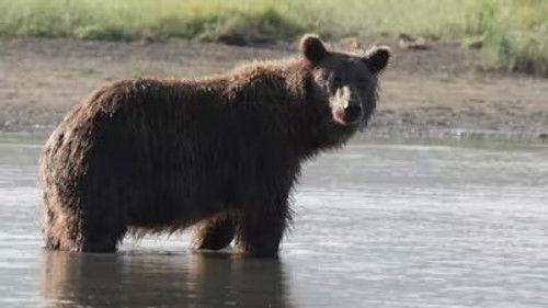 The Tracker's Diary: Bears of Katmai Season 1 Episode 4 - The Wolf and The Storm