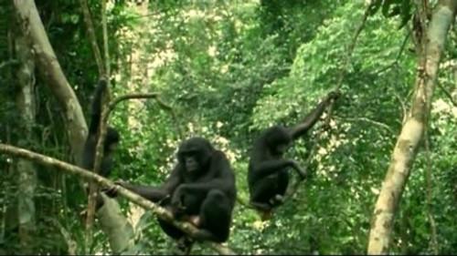 Natural World Season 24 Episode 17 - Bonobo: Missing In Action