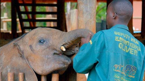 Guardians of the Wild Season 1 Episode 1 - Elephant Rescue