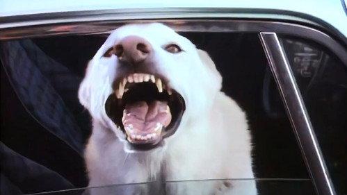 The Hitchhiker Season 1 Episode 18 - Man's Best Friend