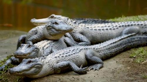 Crikey! It's the Irwins Season 2 Episode 9 - Robert's Alligator Feeding Frenzy