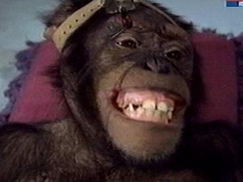 Daktari Season 3 Episode 17 - Miracle in the Jungle