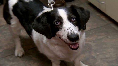 Dr. Jeff: Rocky Mountain Vet Season 1 Episode 6 - Street Dog