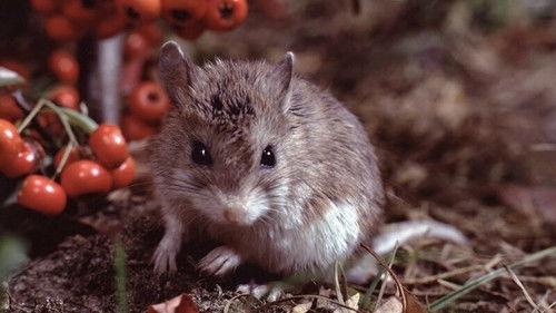 Little Giants Season 1 Episode 2 - Episode 2