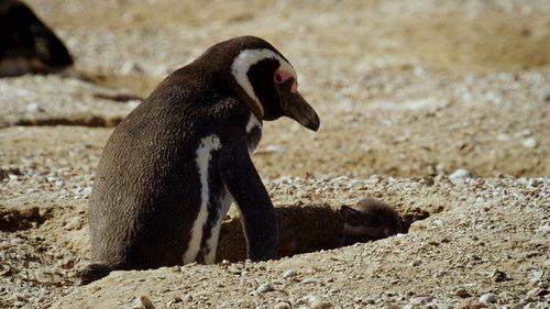 Animal Fight Night Season 6 Episode 7 - Cheating Death