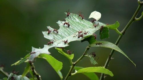 Round Planet Season 1 Episode 9 - Forests