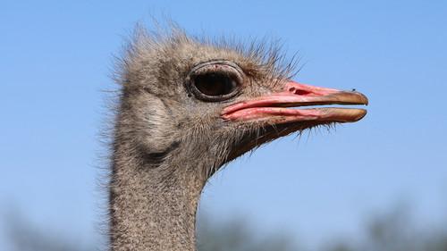 Nature Season 34 Episode 3 - Big Birds Can't Fly