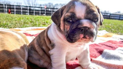 Too Cute Season 5 Episode 2 - Tubby Puppies