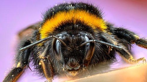 A Real Bug's Life Season 1 Episode 5 - The Busy Farm