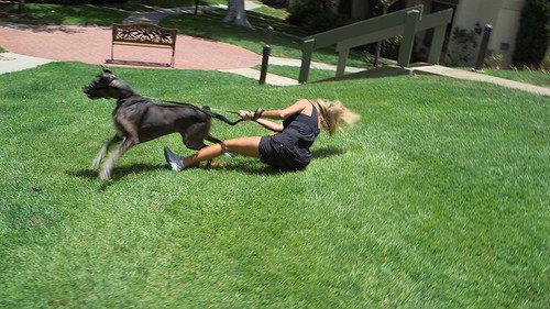 Cesar 911 Season 2 Episode 10 - Not So Gentle Giant