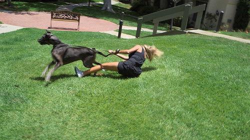 Cesar 911 Season 2 Episode 10 - Not So Gentle Giant