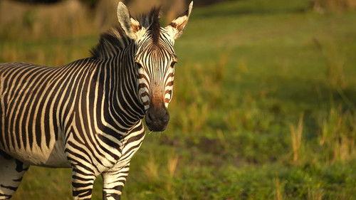 Magic of Disney's Animal Kingdom Season 1 Episode 3 - Betty and the Beast