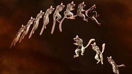 Weird Nature Season 1 Episode 1 - Marvelous Motions